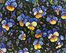 Floral Interpretation - Pansies